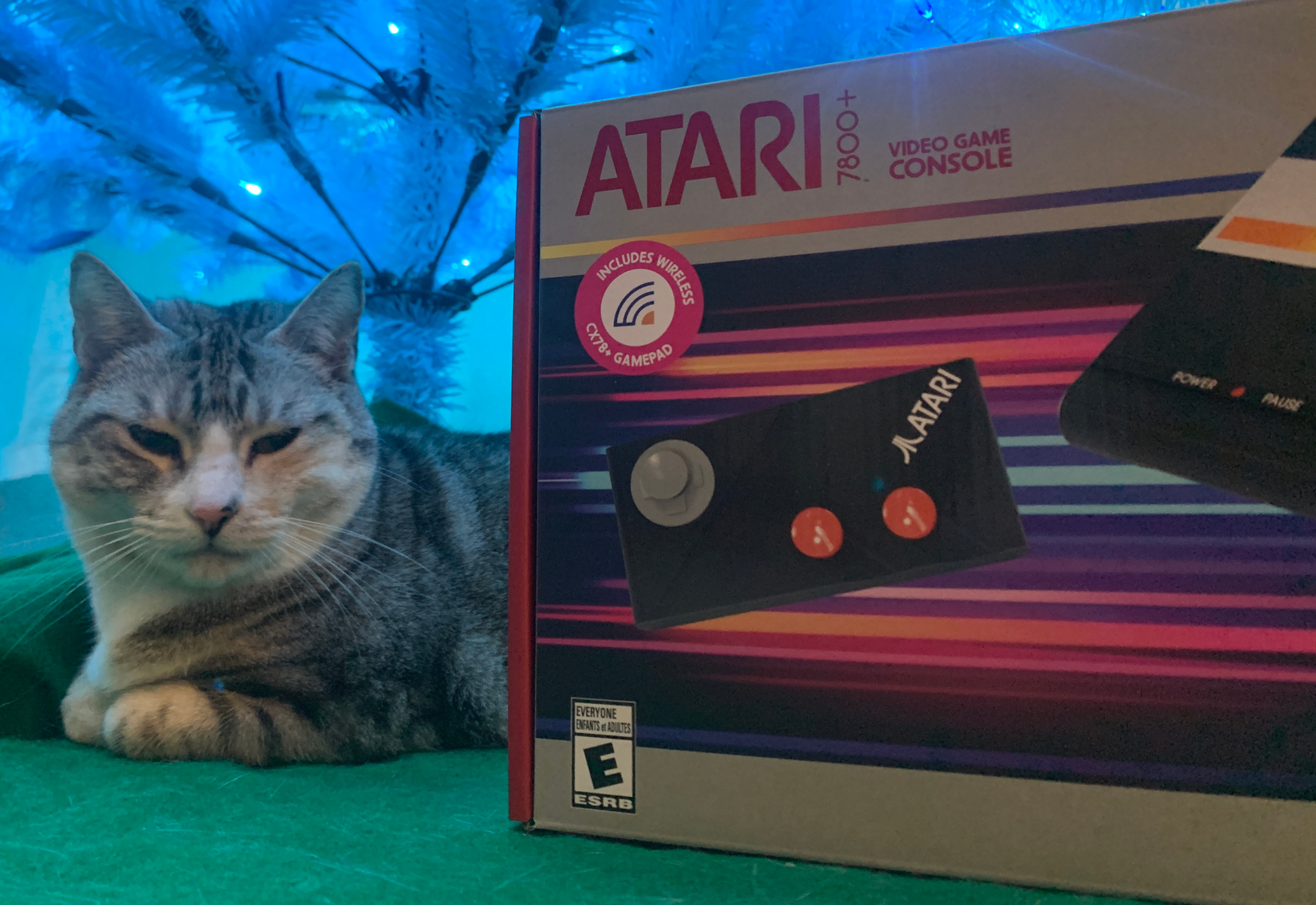 My cat loved the box most of all