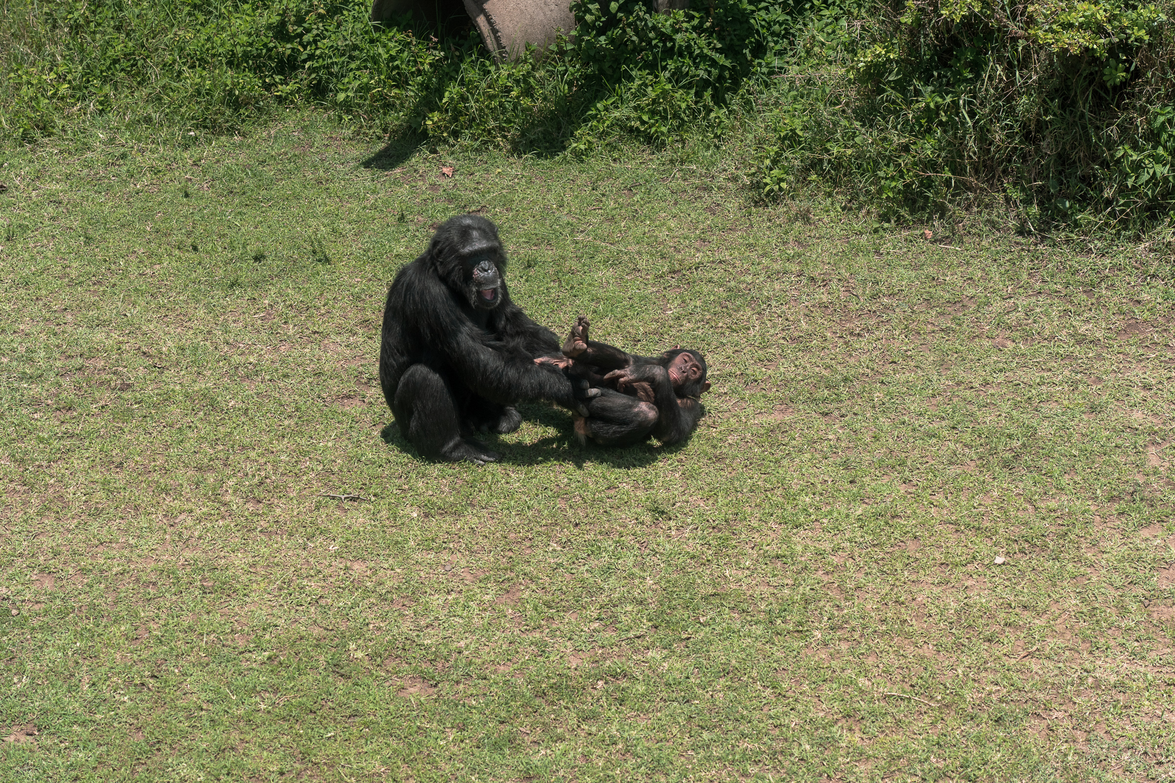 A mother and her infant at Sweetwaters. The sanctuary is not a breeding facility — females are placed on contraception — but occasional unintended births mean a small number of chimpanzees have been born here. Photo by Jaclynn Ashly.