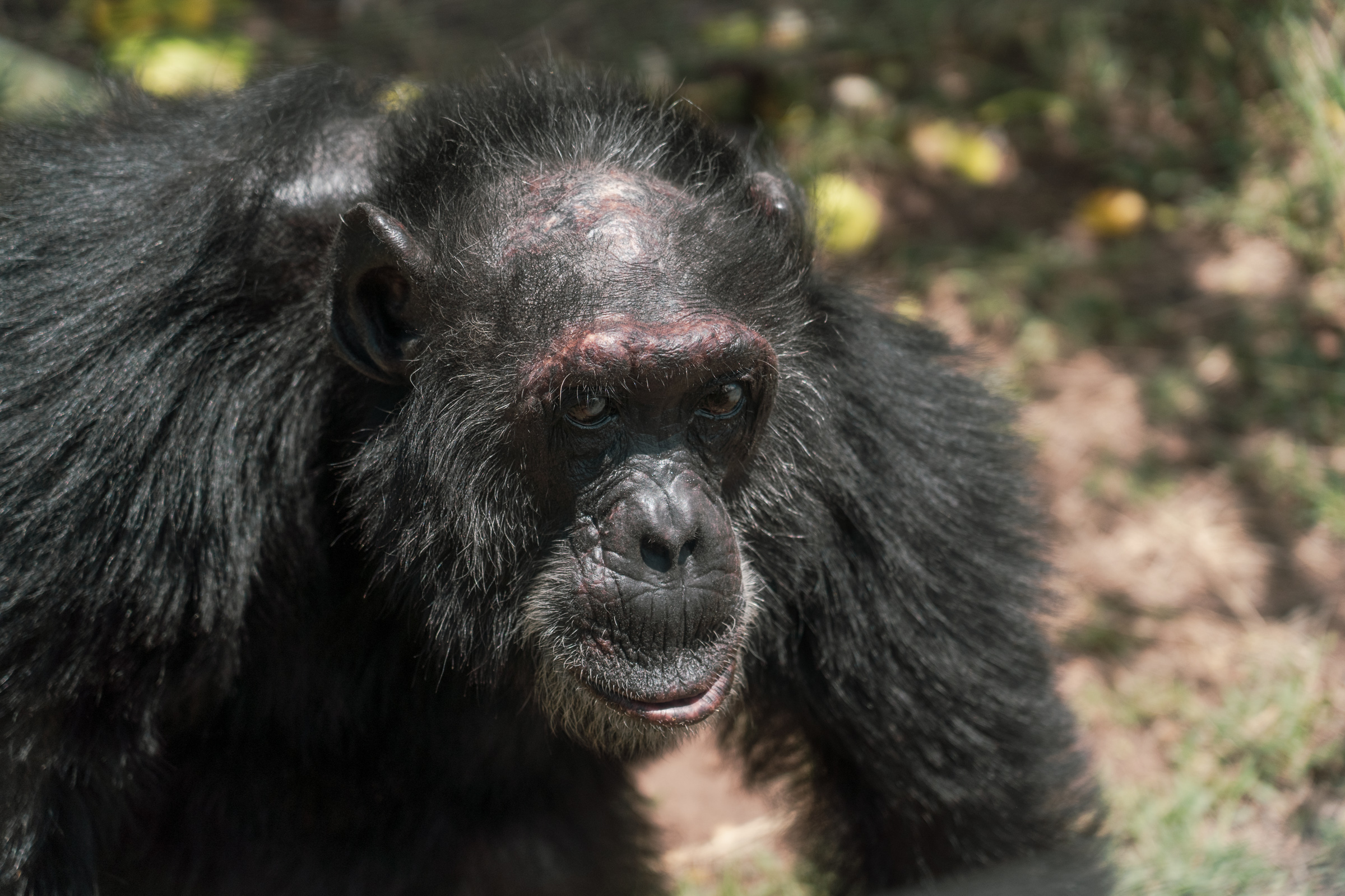Poco at Sweetwaters. Captured as an infant in Central Africa around 1981, he was rescued by the Jane Goodall Institute in 1989 and later transferred to the sanctuary, where he has lived ever since. Photo by Jaclynn Ashly.