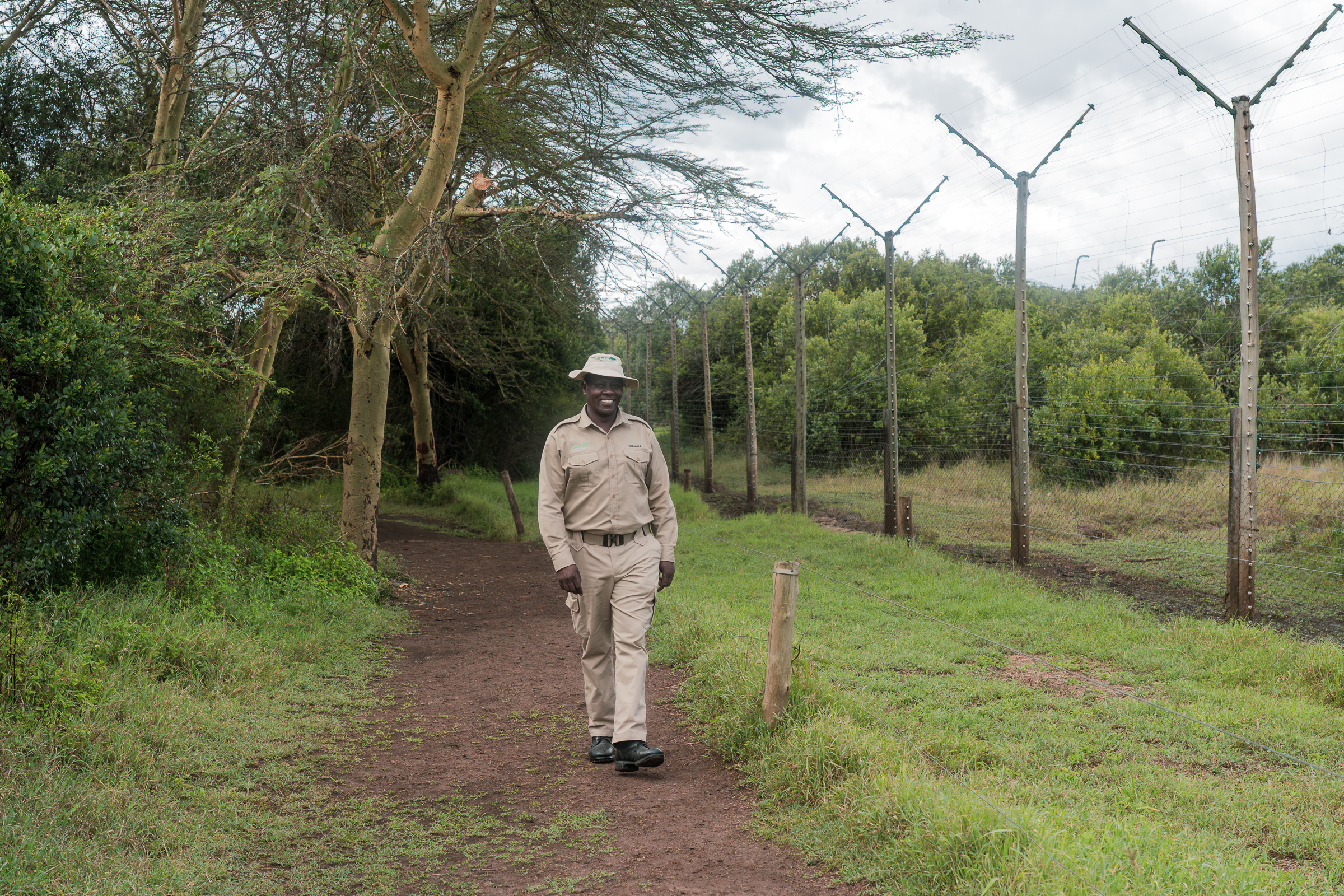 Stephen Mukundi, the sanctuary's head caregiver, walks the perimeter of the enclosure. He arrived at Ol Pejeta in 1996 and has known most of the chimpanzees here since they were infants — a second family, he says, that he has watched go from trauma to becoming chimpanzees again. Photo by Jaclynn Ashly.