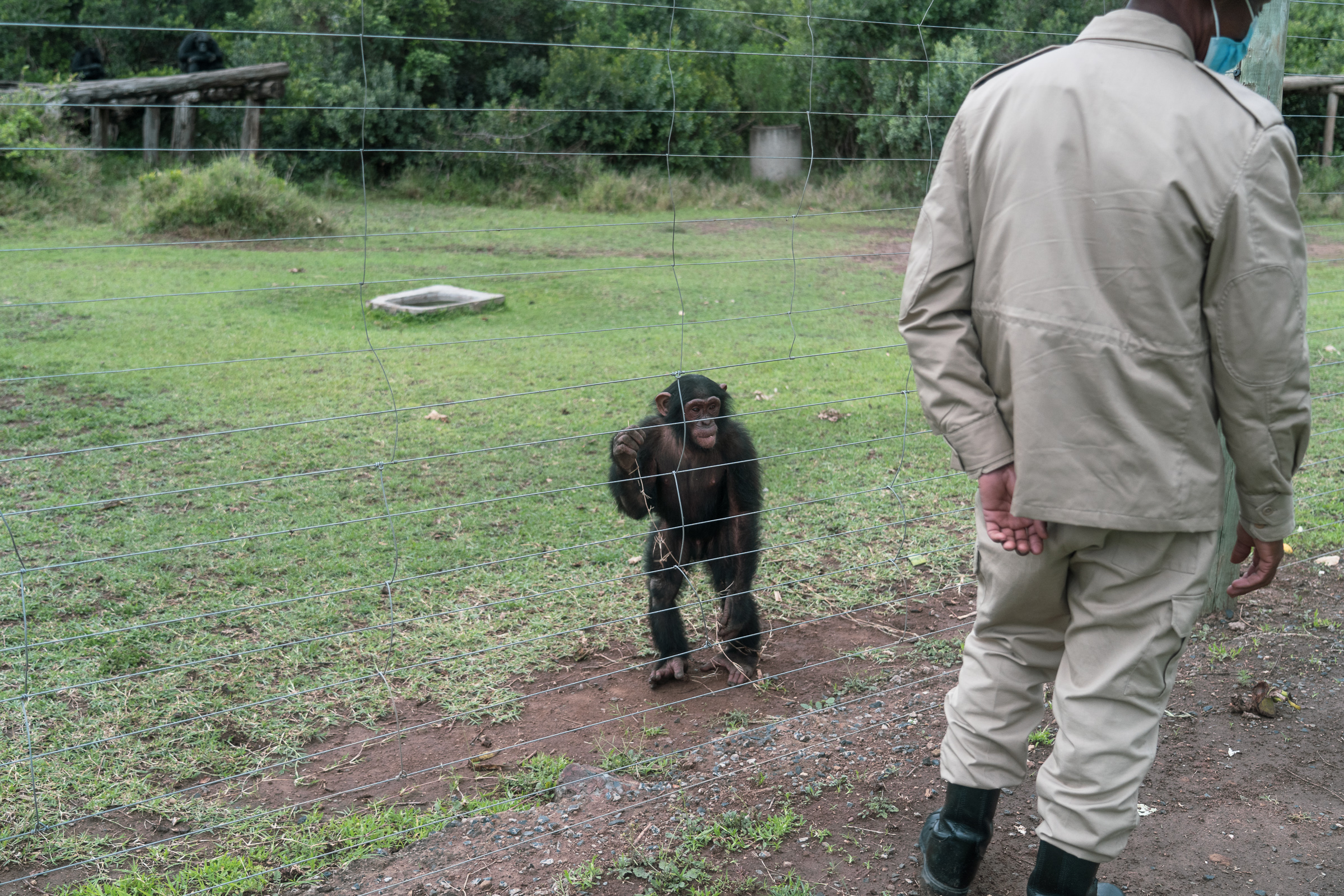 Timothy Njuguna near the enclosure with one of the few chimpanzees born at Sweetwaters — an unintended birth at a sanctuary that does not breed its residents. Photo by Jaclynn Ashly.