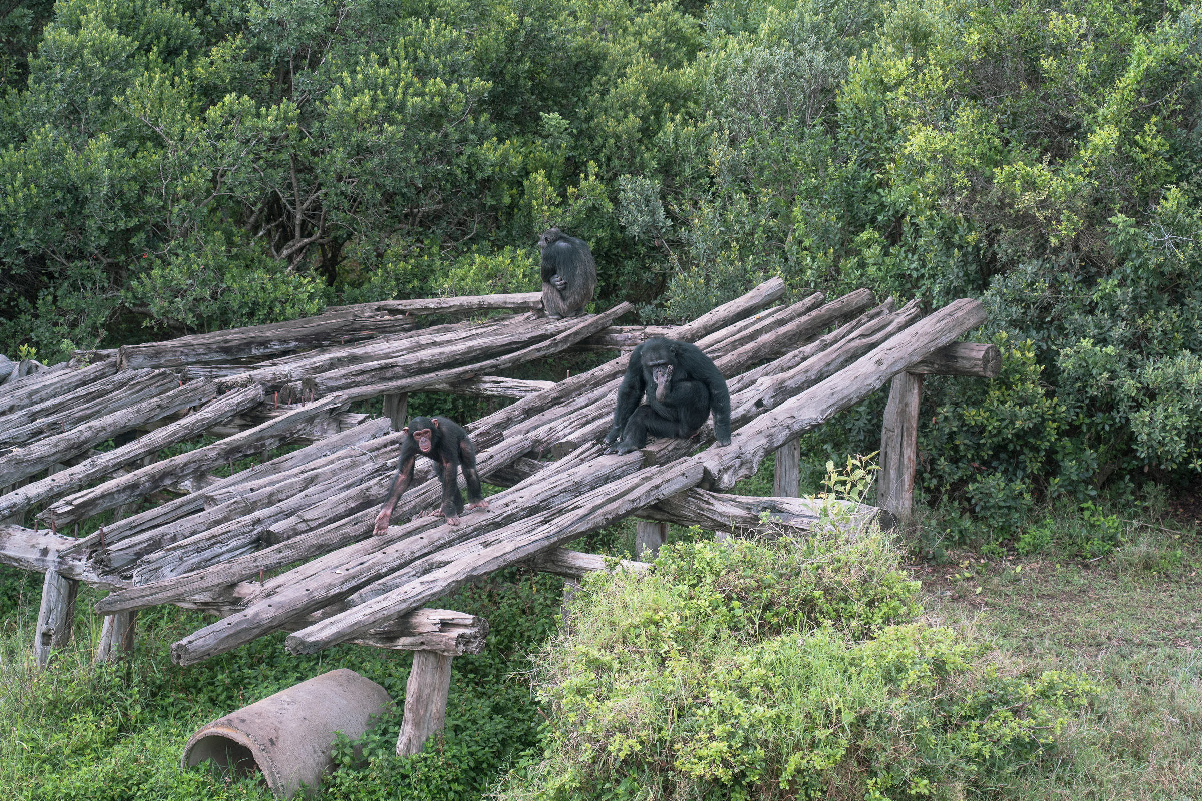 Chimpanzees at Sweetwaters, the only sanctuary of its kind in Kenya — home to roughly 35 great apes, each rescued from the overlapping pressures of armed conflict, habitat loss, and the illegal wildlife trade. Photo by Jaclynn Ashly.