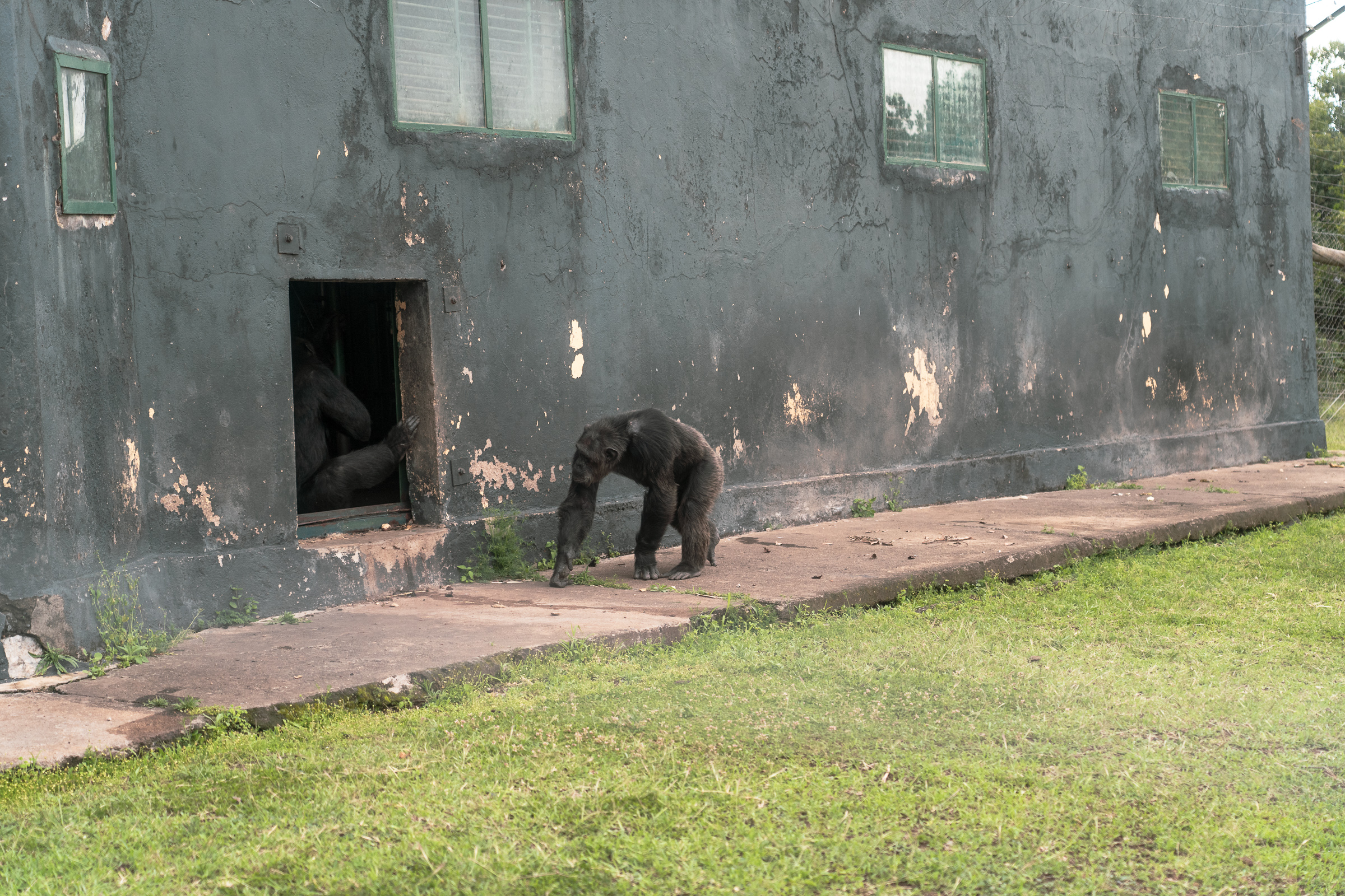 A chimpanzee slips into the narrow entrance of the holding house at Sweetwaters, where the sanctuary's residents are settled in for the night. Photo by Jaclynn Ashly.