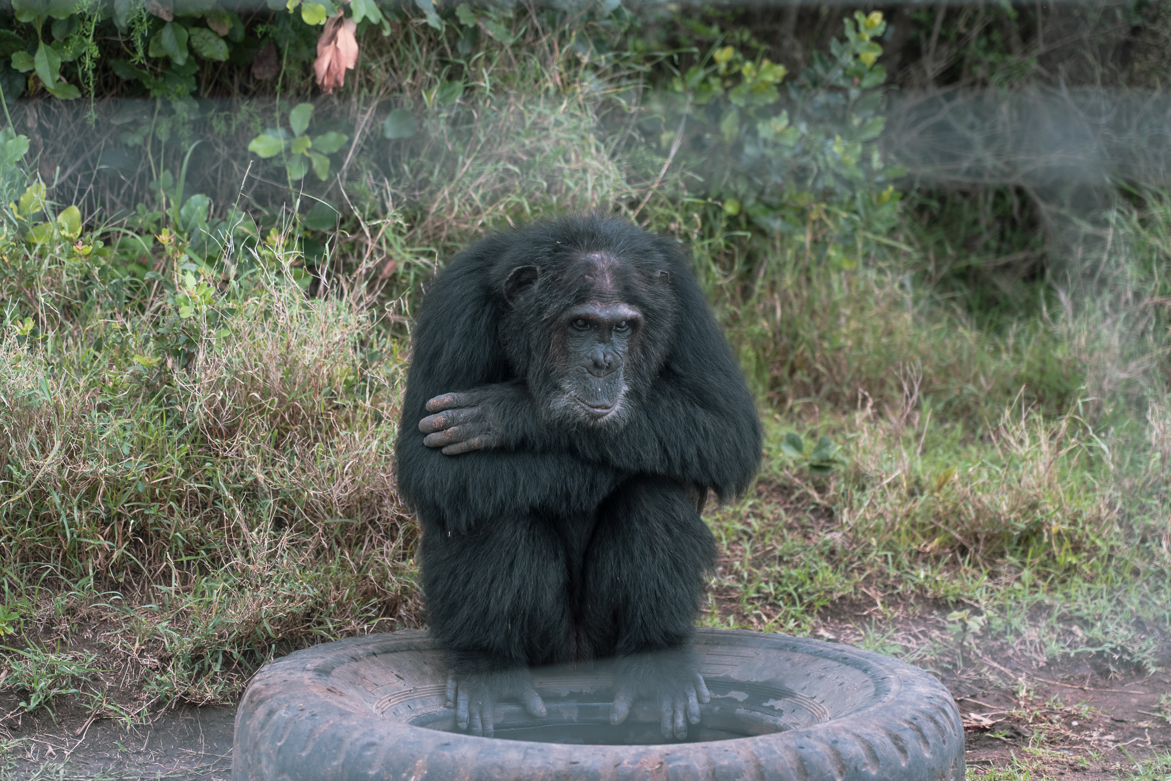 Max sits at the edge of the enclosure, ignoring the call to come in for the night. "He's stubborn," says head caregiver Stephen Mukundi. "He knows he has to go in. But he wants to make it difficult." Photo by Jaclynn Ashly.