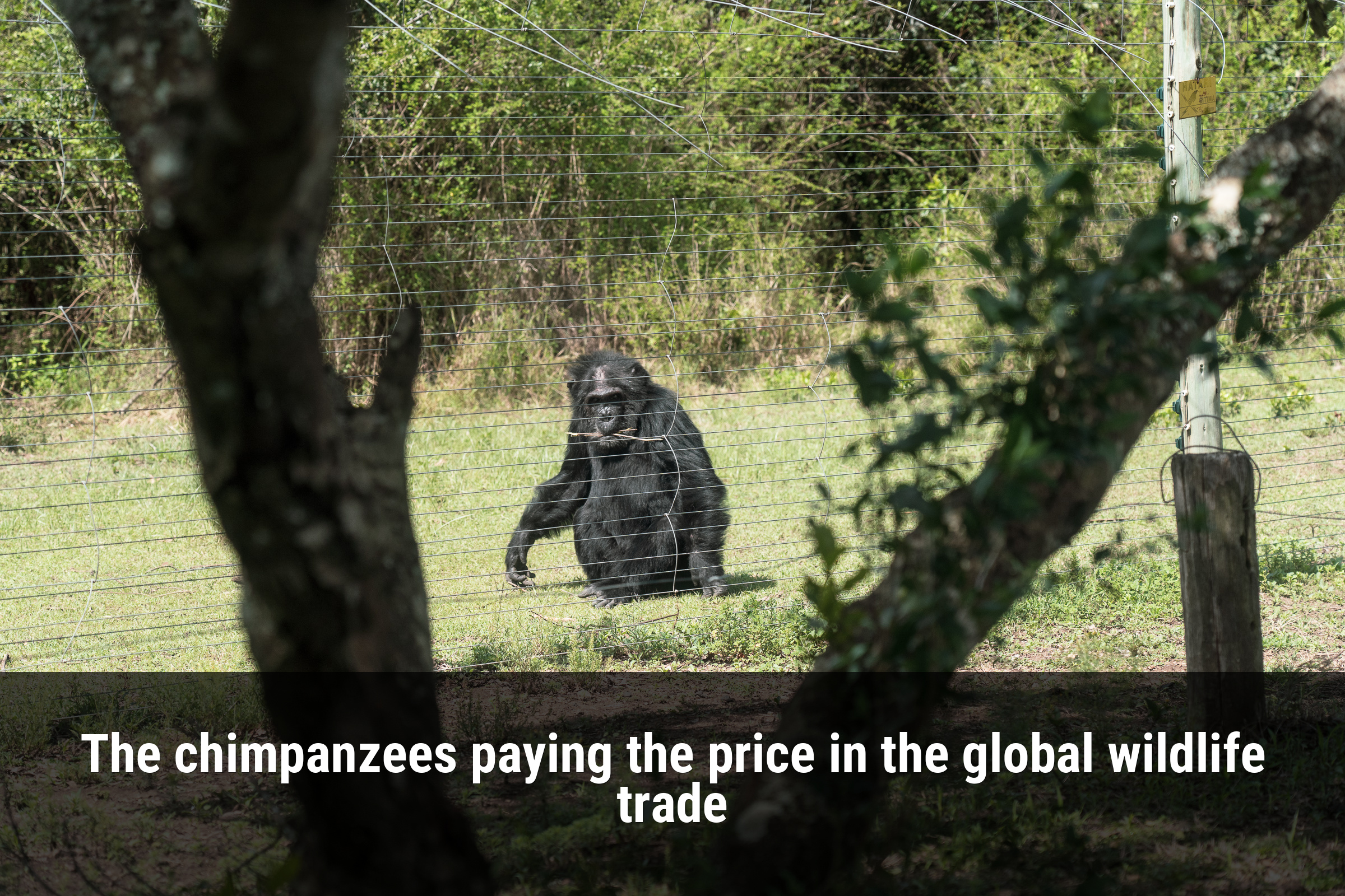 The chimpanzees paying the price in the global wildlife trade