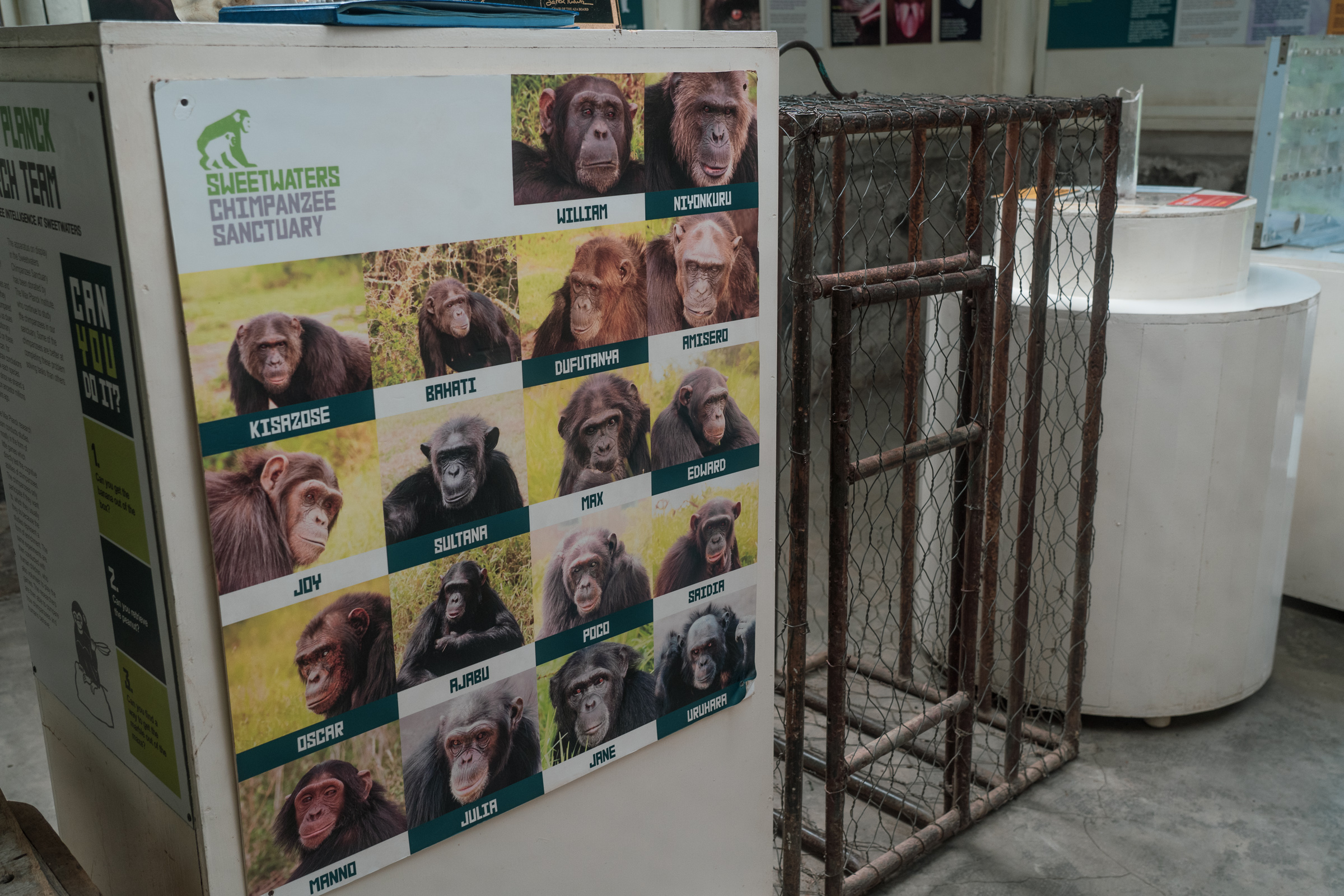 The cage that held Poco for nine years, now preserved at Sweetwaters as a teaching object for visitors. Hung from the ceiling of a Bujumbura shop to attract customers, it was too small for him to lie down or move on all fours — reshaping his spine and shoulders so that, decades later, he remains the only chimpanzee documented to walk upright as default. Photo by Jaclynn Ashly.