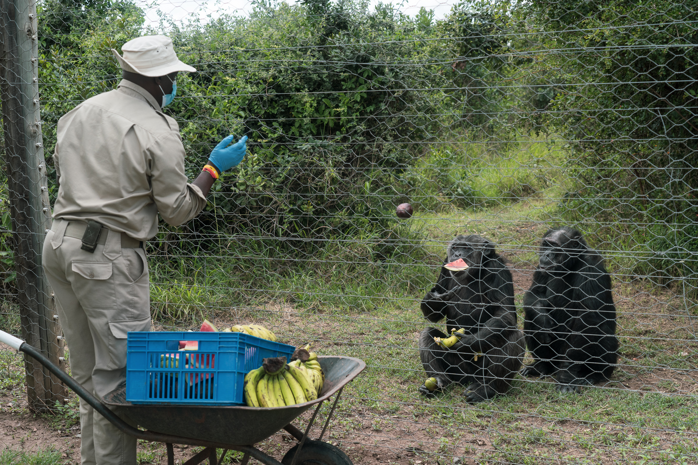 A caregiver feeds Alley and Poco at Sweetwaters. Alley — nicknamed "the engineer" for using sticks to hold the electric fence's live wires apart and lead group escapes — is now housed during the day with elderly Poco in a reinforced enclosure. Photo by Jaclynn Ashly.