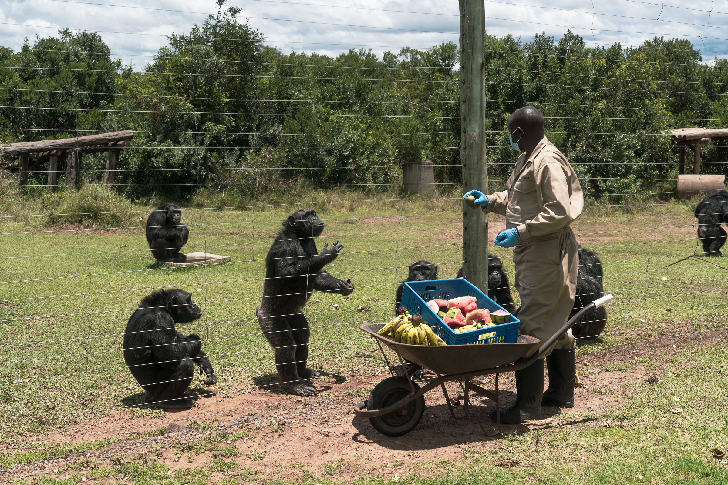 A caregiver hands food through the fence at Sweetwaters. The sanctuary's caregivers live on-site around the clock, learning each chimpanzee's temperament so closely that they decide every evening who can safely sleep beside whom. Photo by Jaclynn Ashly.
