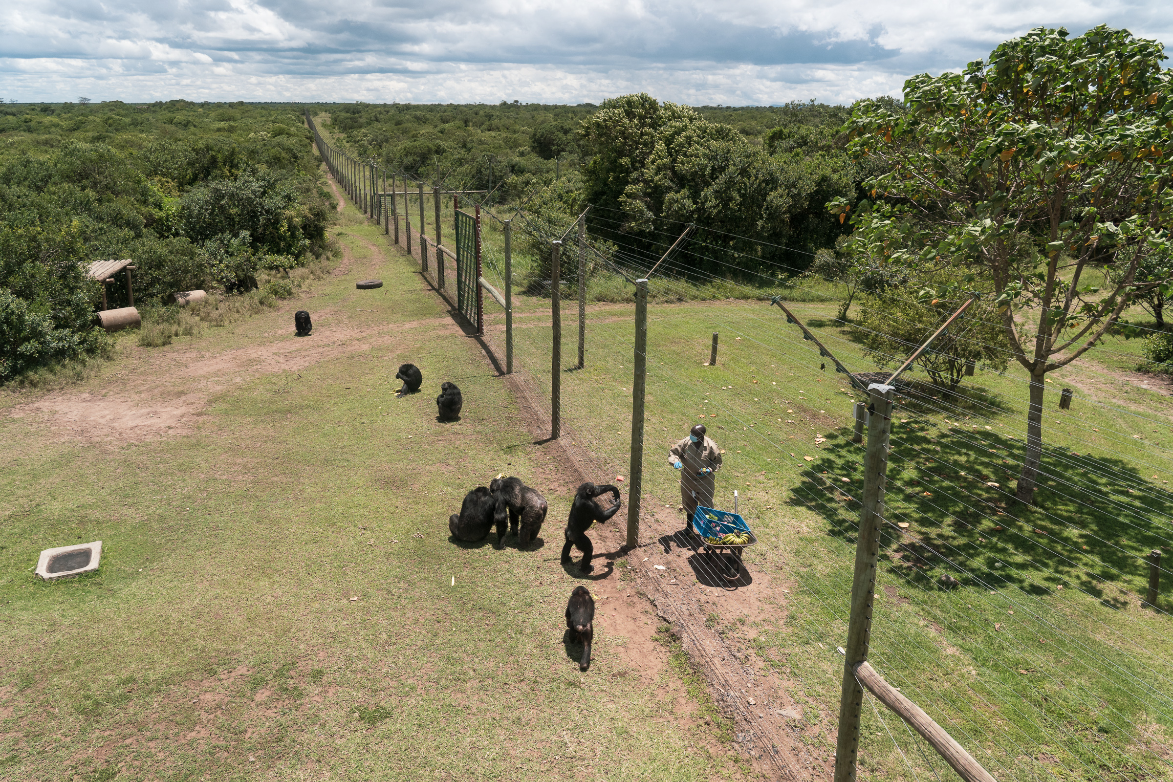 An view of Sweetwaters Chimpanzee Sanctuary, set on the southeastern edge of the 360-square-kilometer Ol Pejeta Conservancy in Laikipia County — the only refuge of its kind in Kenya. Photo by Jaclynn Ashly.