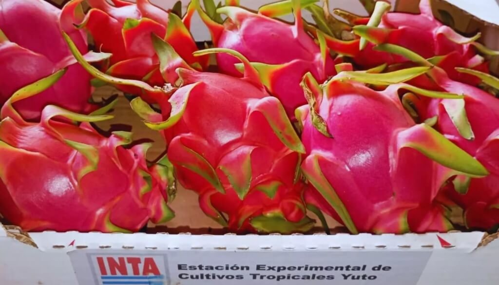 Qué es la pitahaya: la “fruta del dragón” que gana terreno y es una oportunidad para el norte argentino