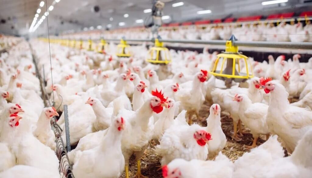 El festejo del pollo en el Día de la Avicultura: supera a la carne vacuna y es récord de consumo