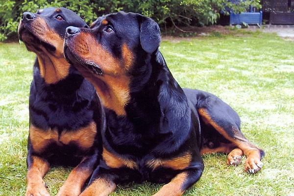 Un hombre de 72 años muere atacado por dos rottweilers en el sur de Italia