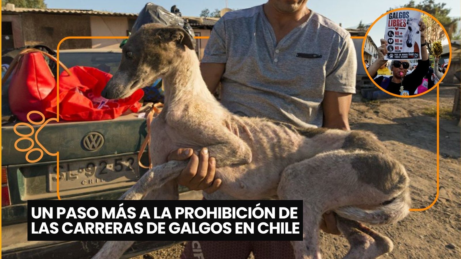 Chile avanza hacia la prohibición de las carreras de perros: el proyecto pasa a una nueva etapa legislativa
